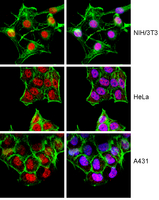 Immunocytochemistry:<br />Representative lot data.<br />Confocal fluorescent analysis of HeLa, A431, and NIH/3T3 using anti-FOXH1 antibody (Red). Actin filaments have been labeled with Alexa Fluor 488 -Phalloidin (Green). Nuclei are stained with DAPI (Blue). Antibody shows positive nuclear staining.
